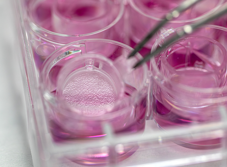 SkinEthic RHE in chemically defined culture medium