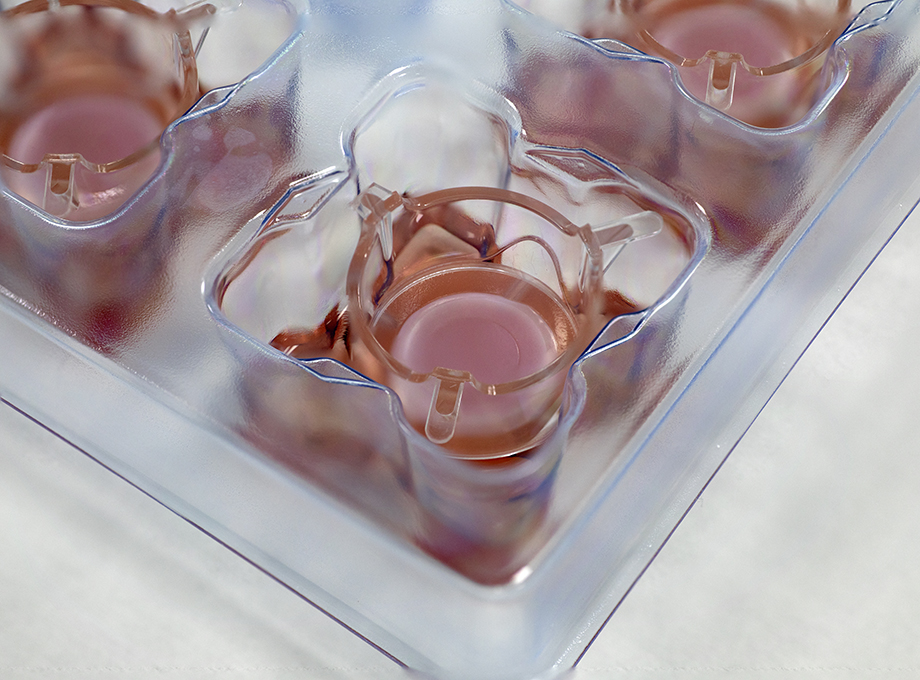 Wound Healing on EPISKIN T-Skin model