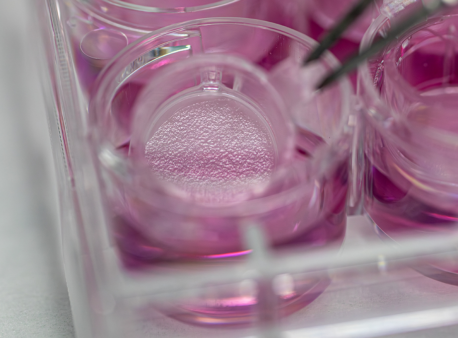 SkinEthic Reconstructed Human Epidermis RHE